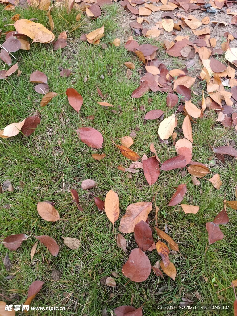 草地上的缤纷落叶