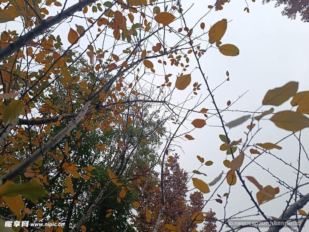 秋日枝头斑斓树叶