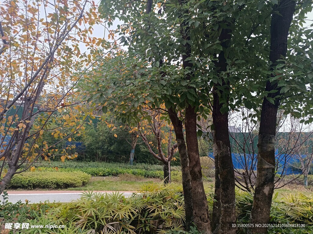 秋日公园林间美景