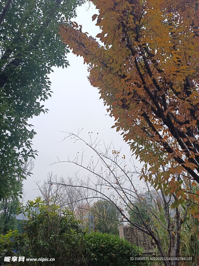 秋日园林树木景致