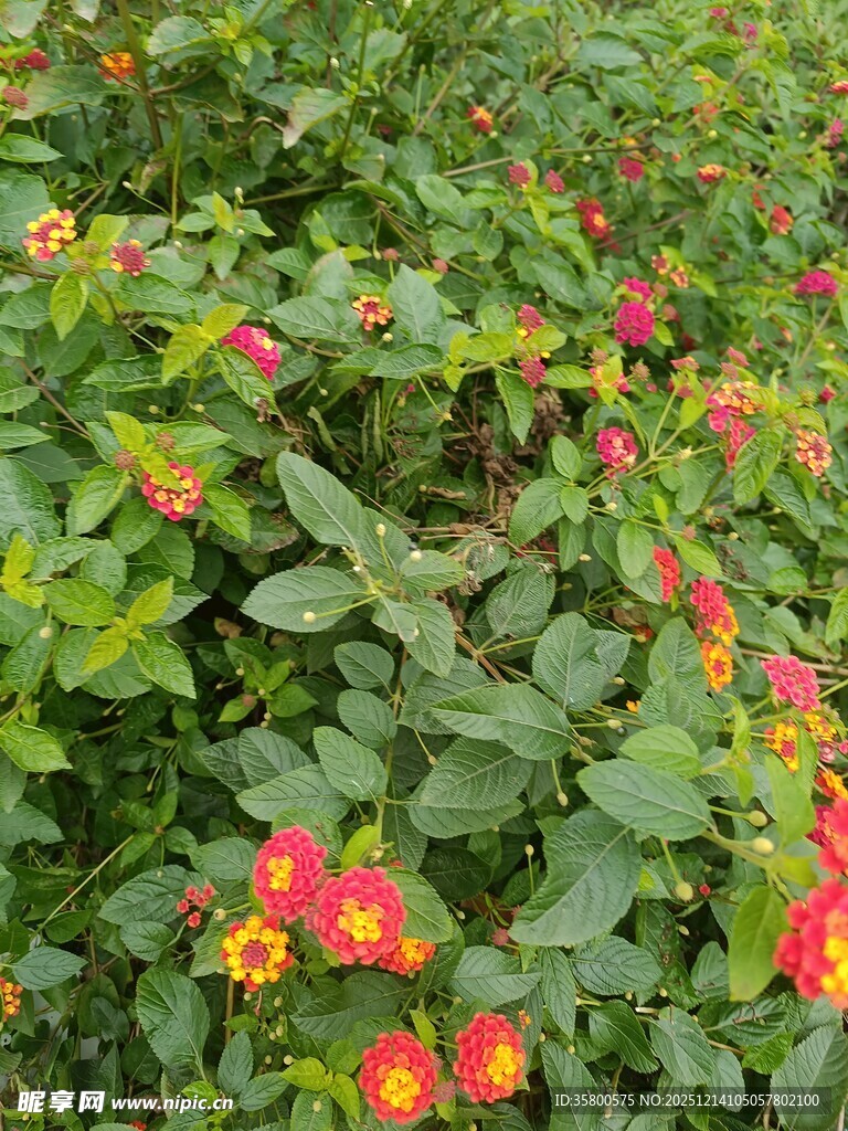 多彩花卉绽放绿意间