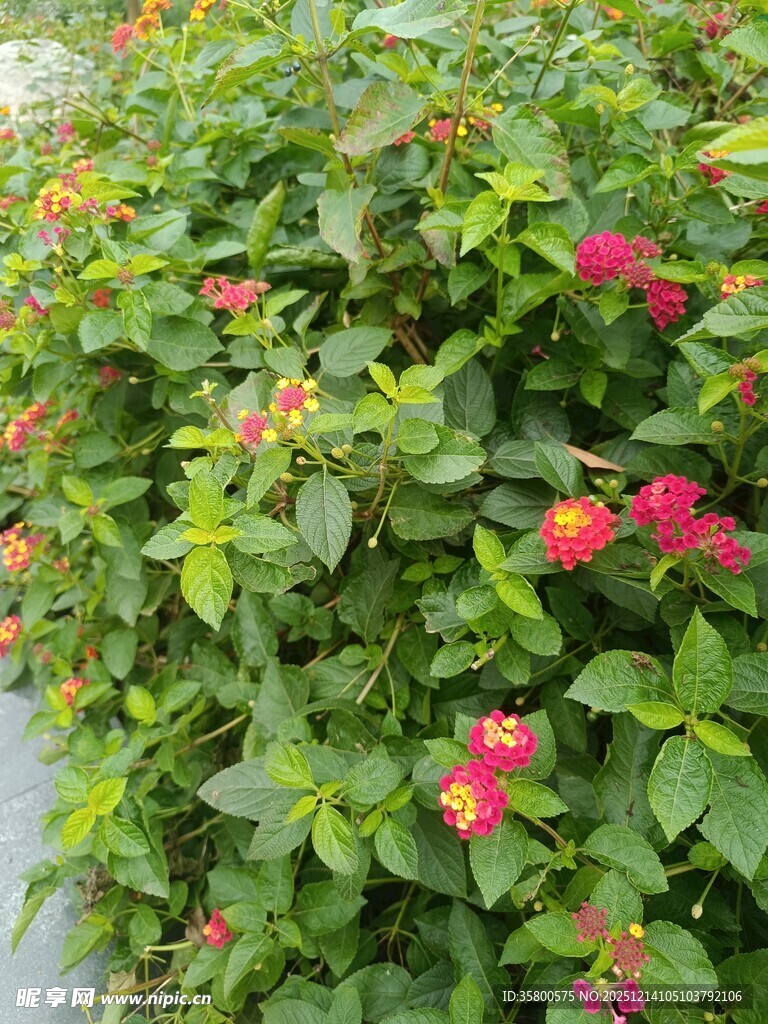 绿叶丛中绽放的艳丽花朵