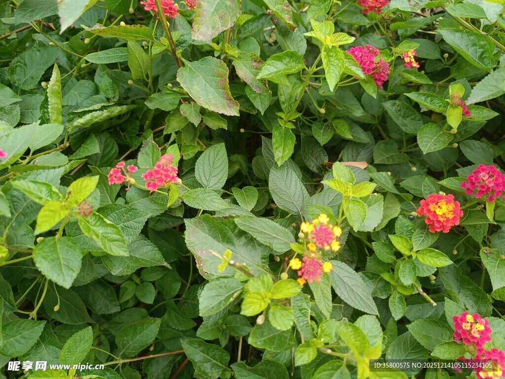 多彩花卉绿植景观
