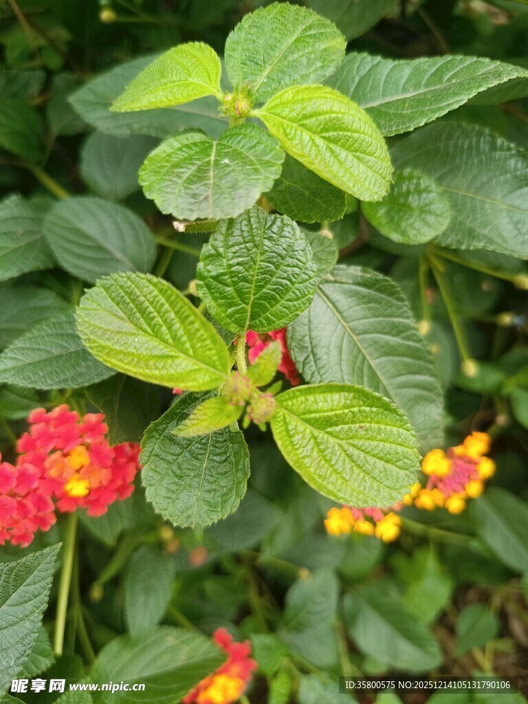 绿叶红花的美丽植物