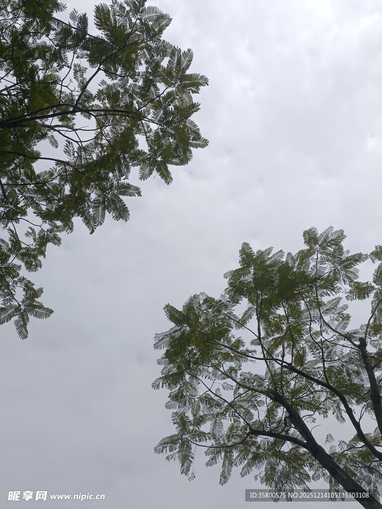 仰视天空中的繁茂树枝