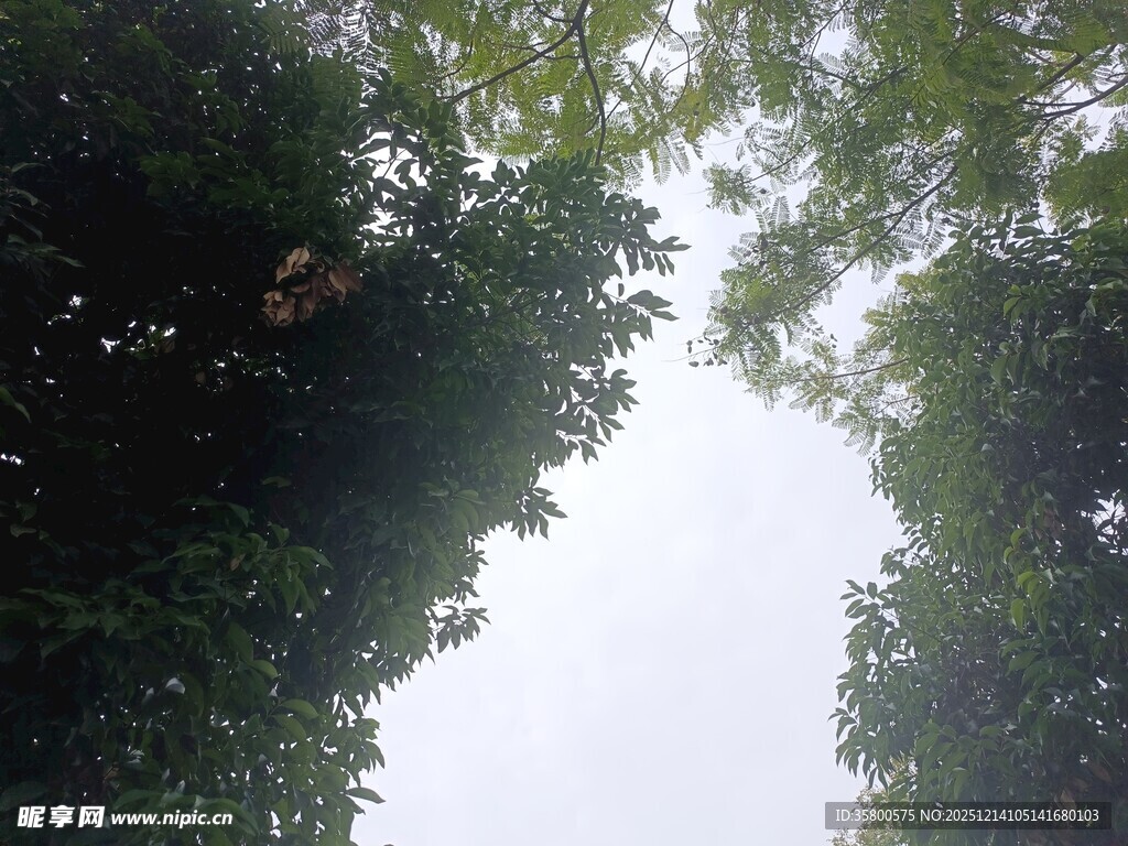 林间树梢望天空