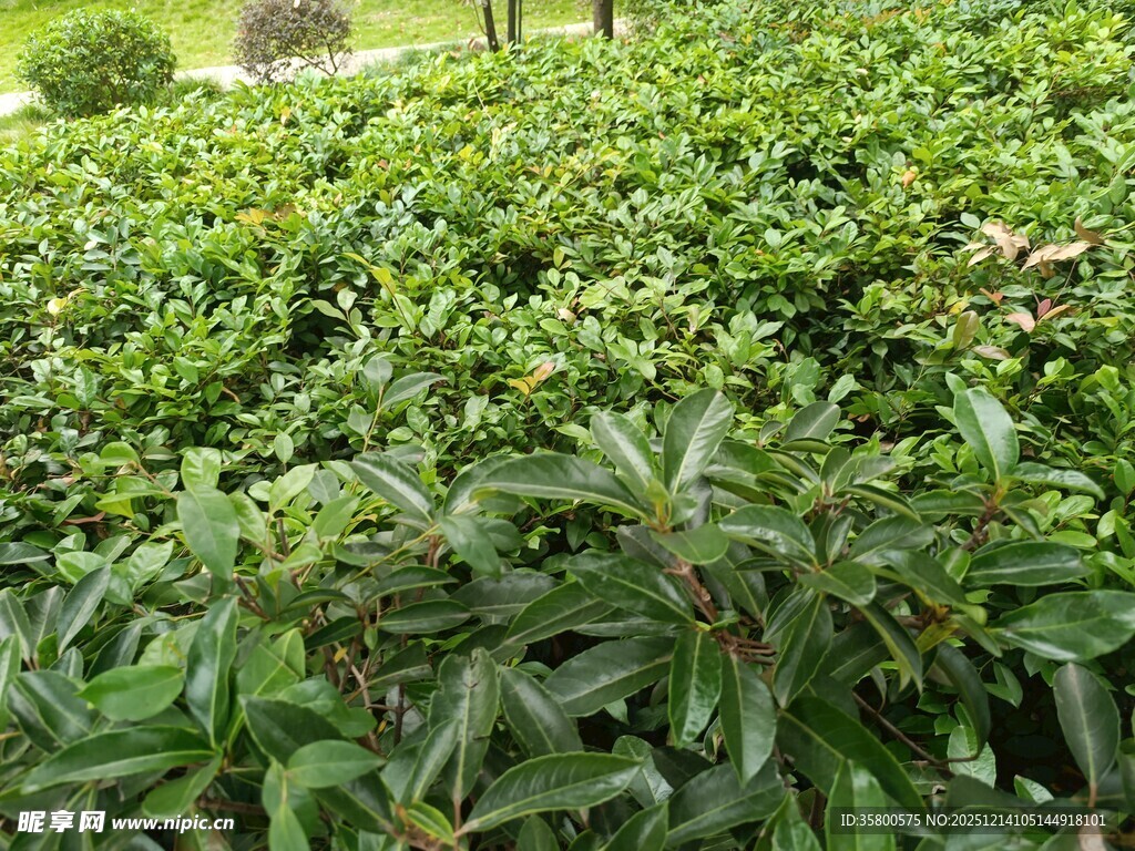 茂密绿植景观