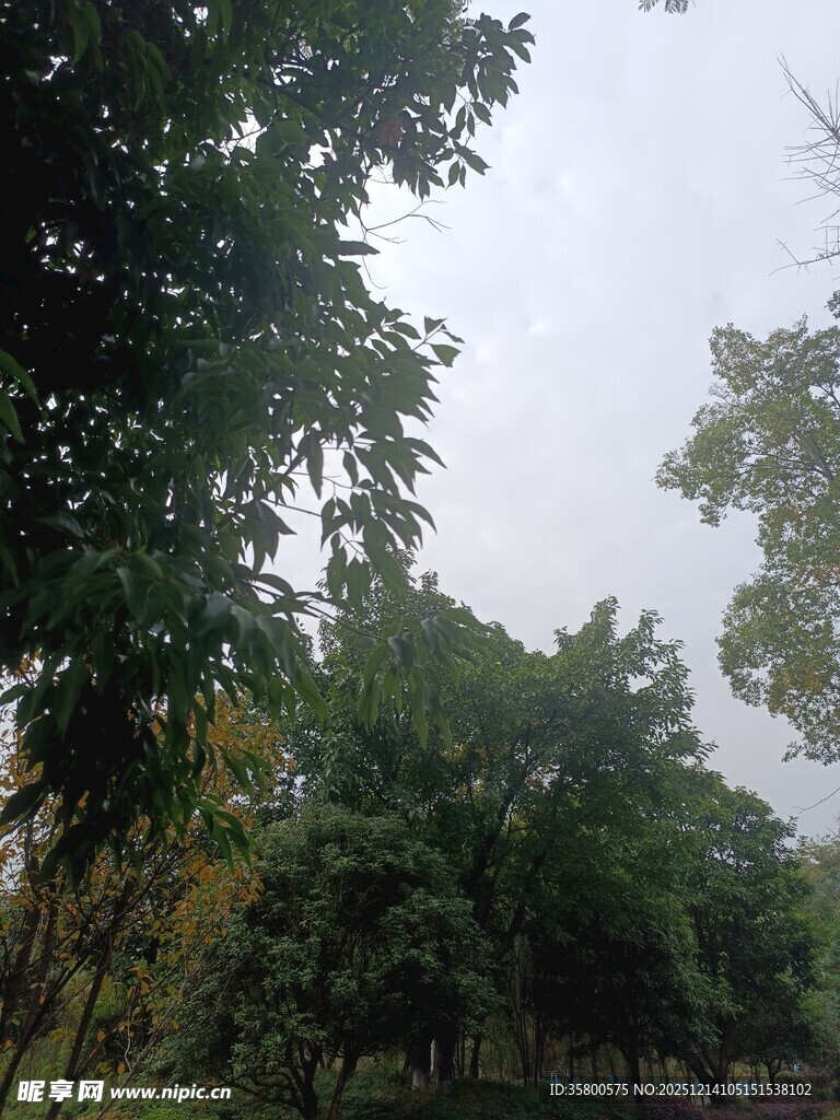 户外绿树成荫的自然景致