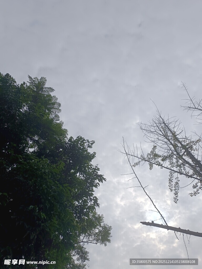 树梢间的天空与枯树枝