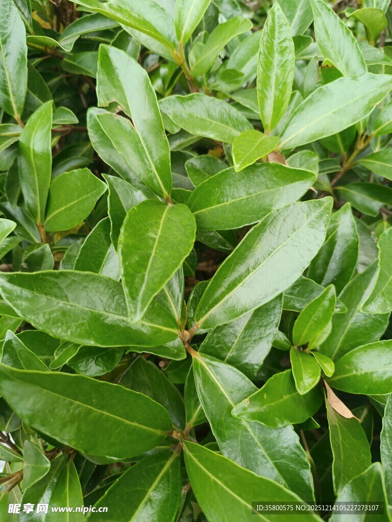 翠绿茂盛的植物叶片