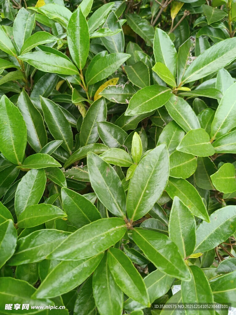 翠绿繁茂的植物叶片