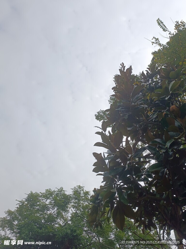 阴天中的葱郁树木