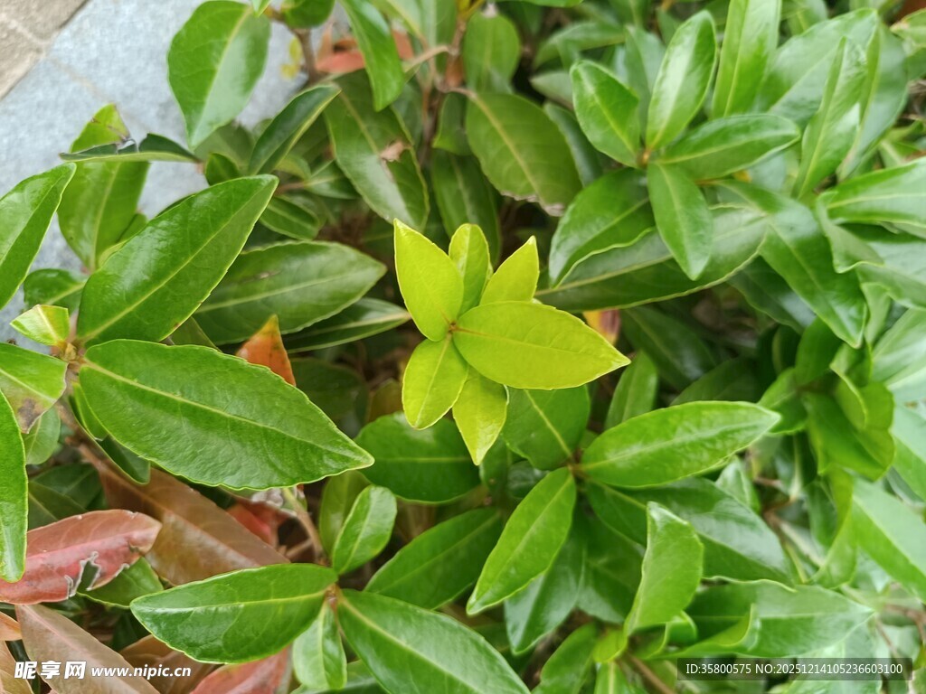 绿叶丛中一抹亮眼嫩黄