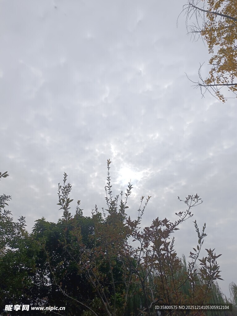 阴天中的绿植景观