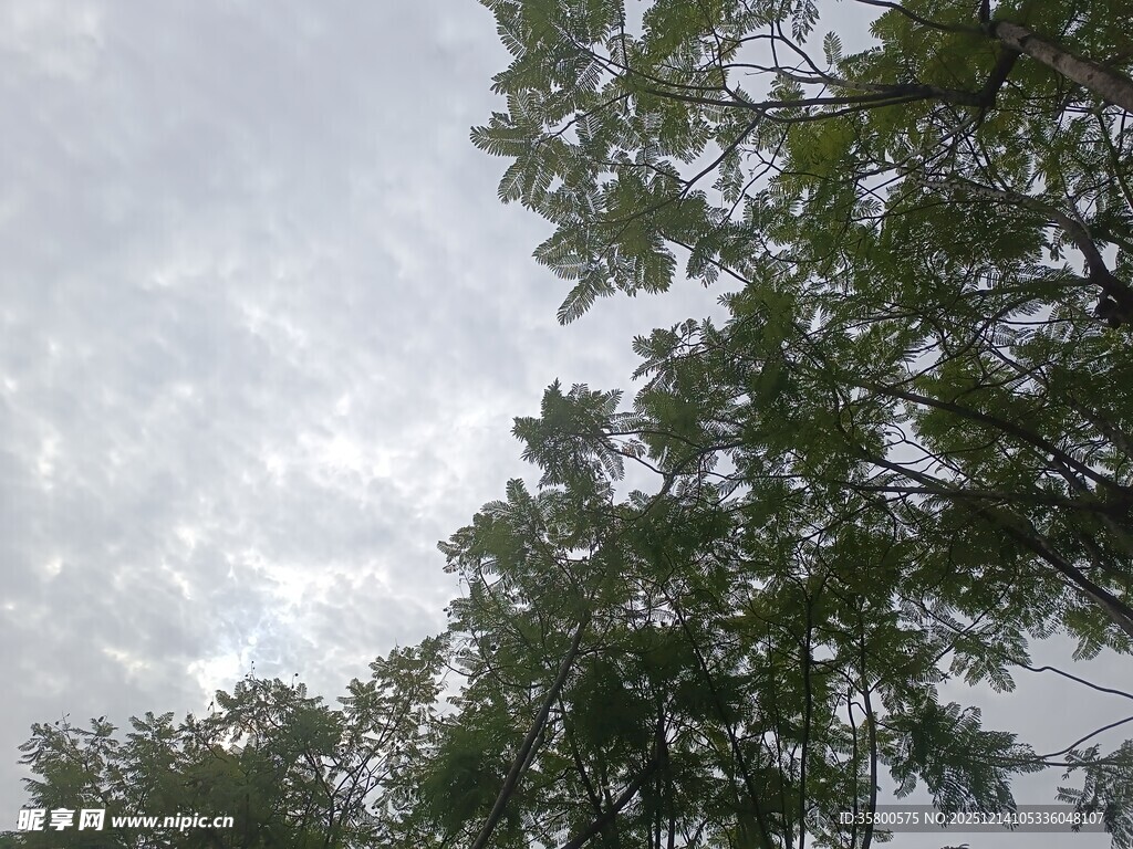 仰视绿树与天空景象