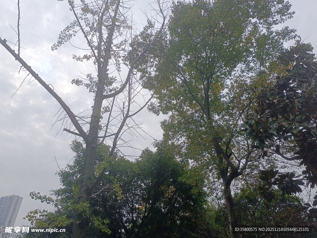 雨中朦胧树林景象