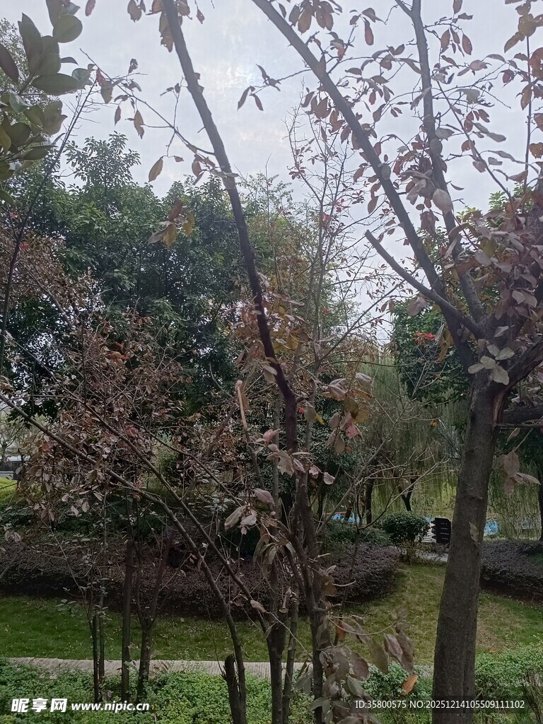 春日繁花盛开的树木景观