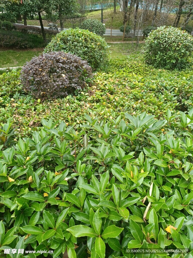 绿意盎然的园林植物景观