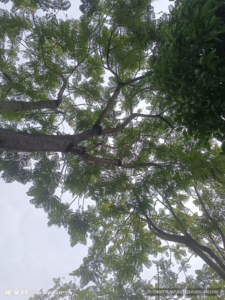 仰视繁茂大树枝叶