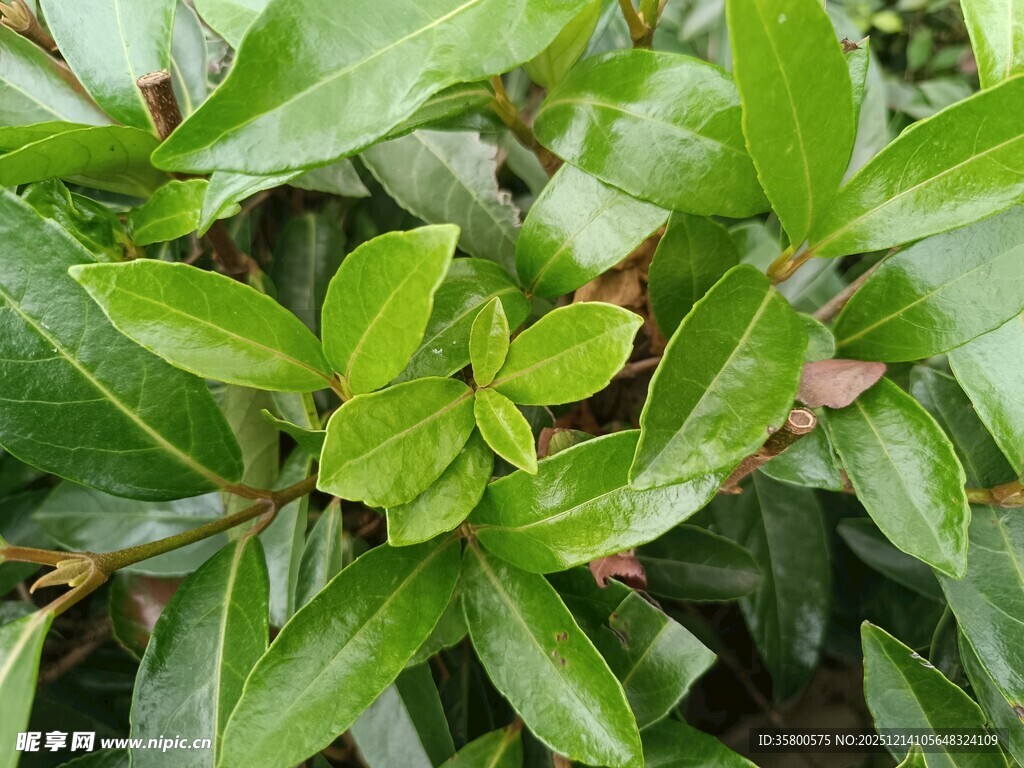 翠绿欲滴的鲜嫩植物叶片