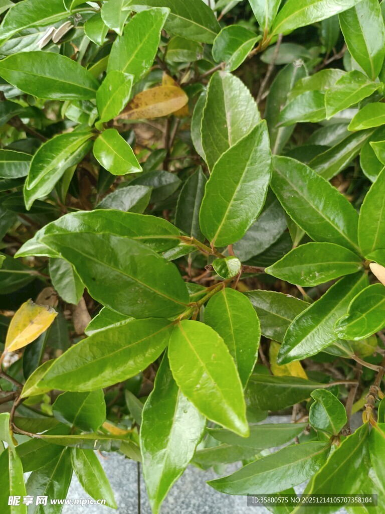 翠绿繁茂的植物叶片