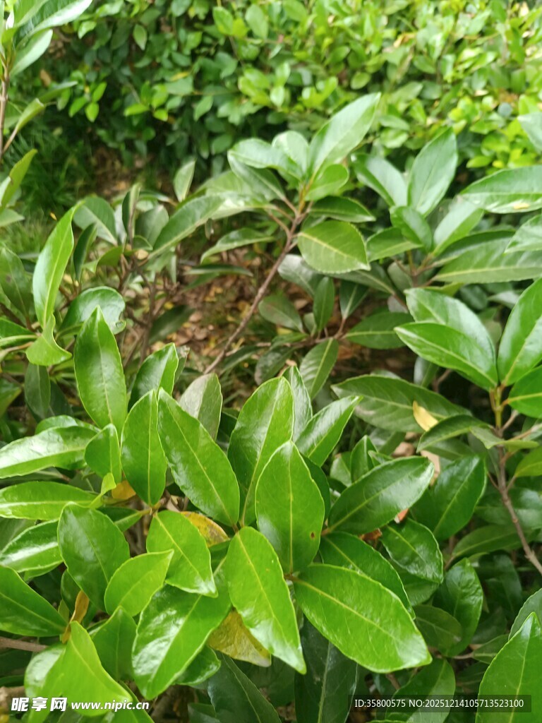 翠绿繁茂的植物景观