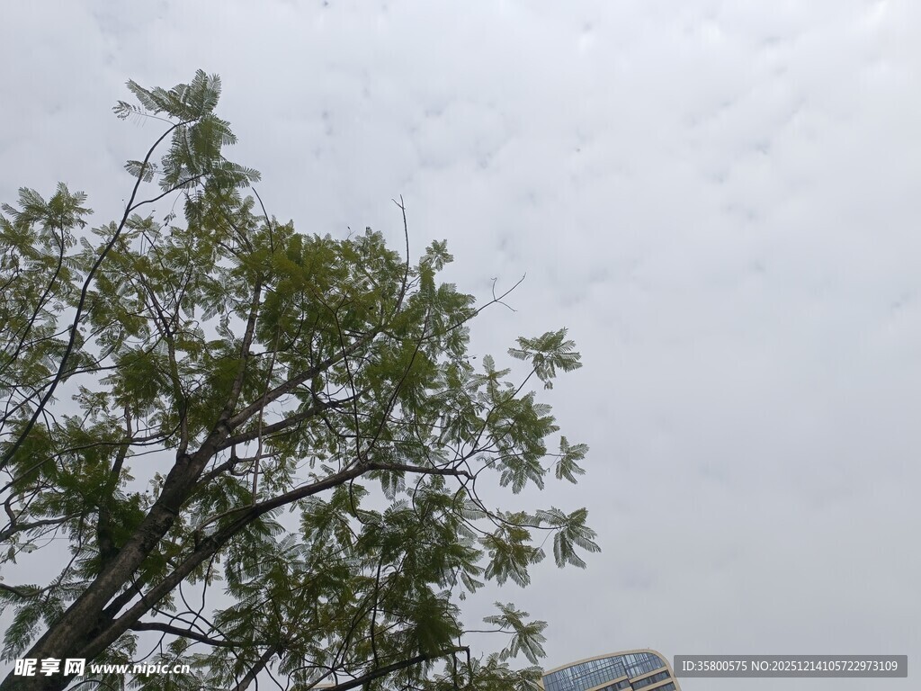 天空下的繁茂绿树