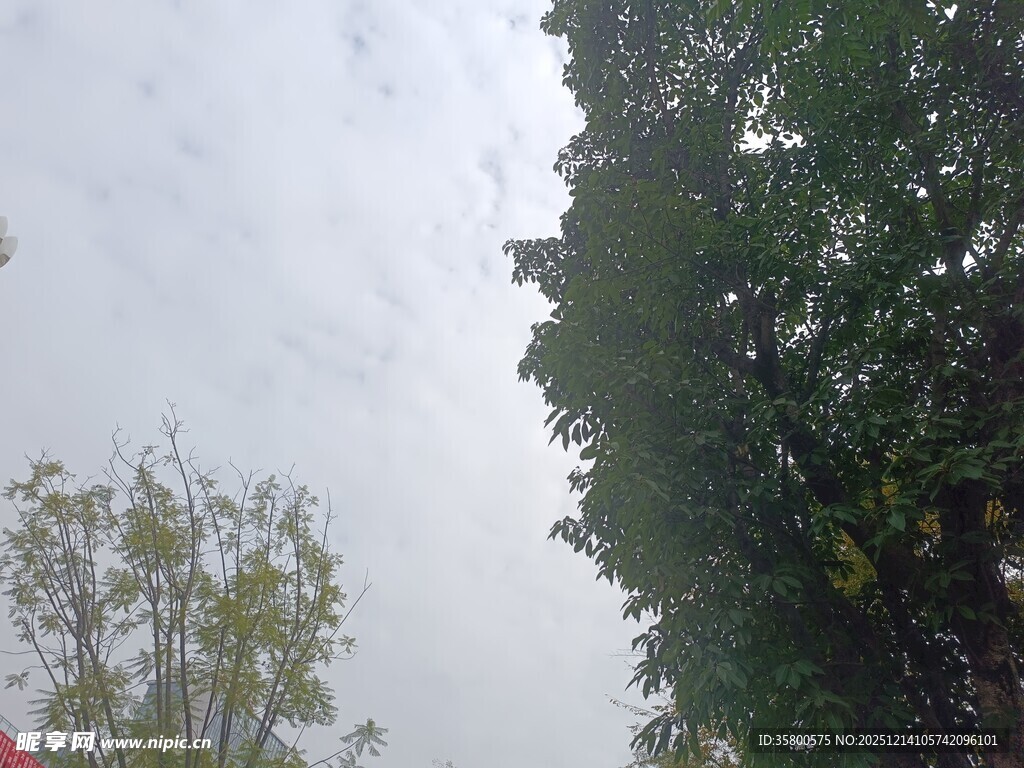 户外绿树与朦胧天空