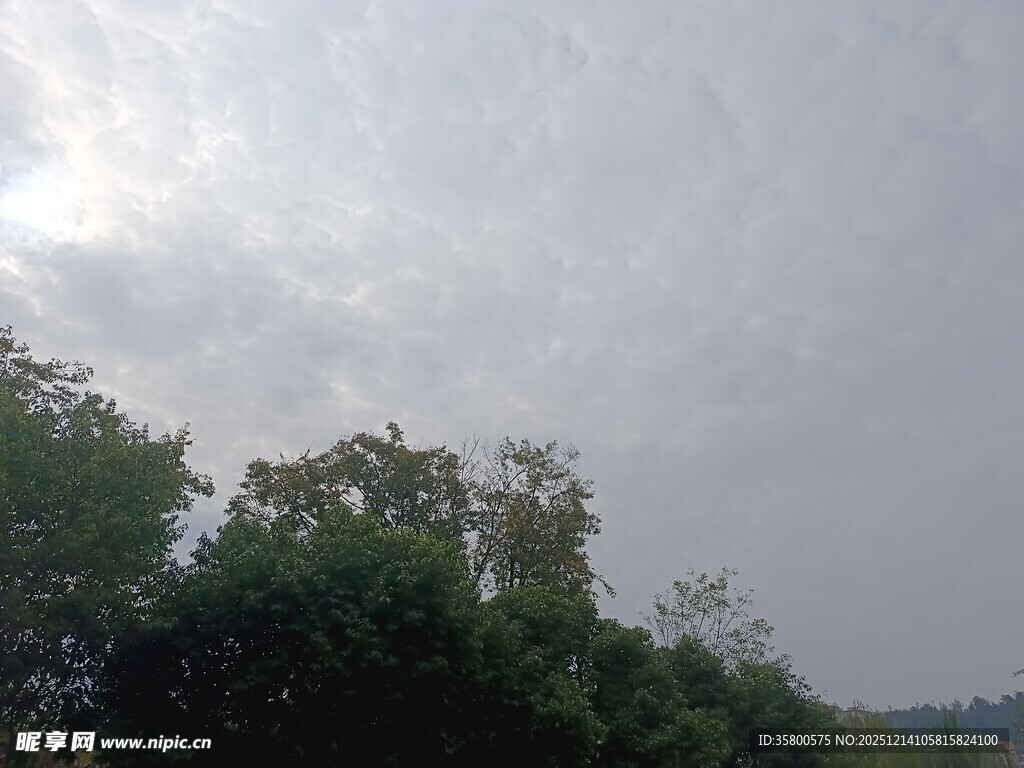 阴天里的葱郁树林