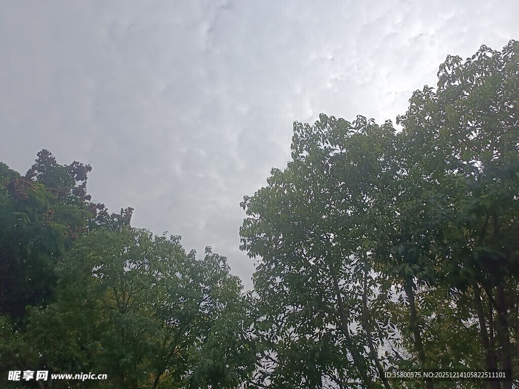 仰视树林间的天空