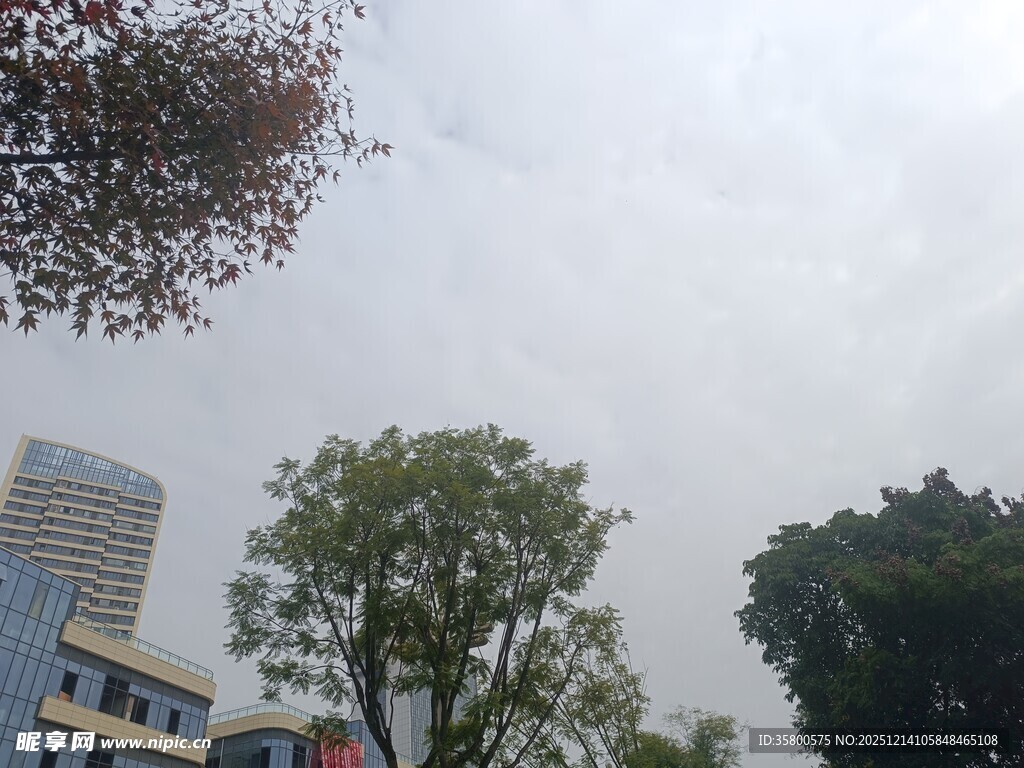 城市中的绿树与建筑景观