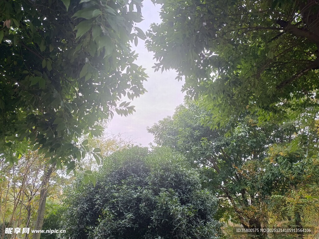 林间绿意盎然的自然景致