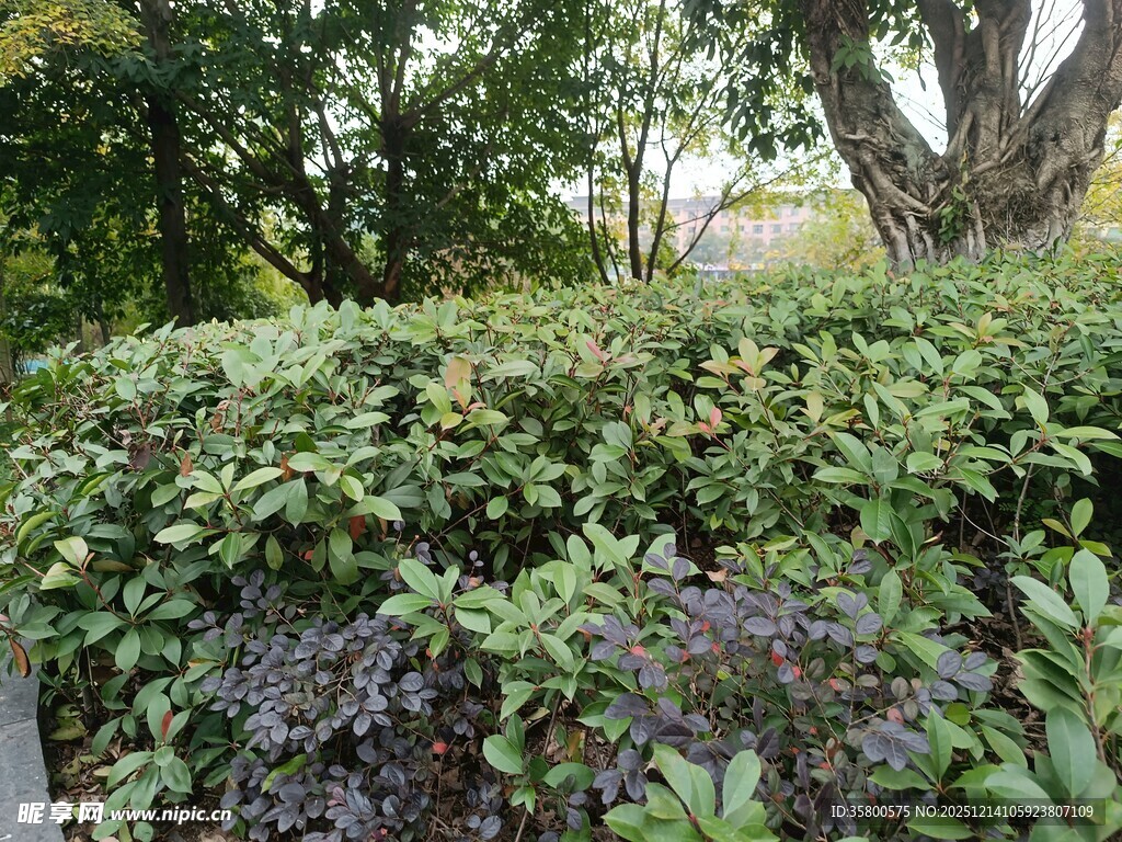 繁茂绿植景观