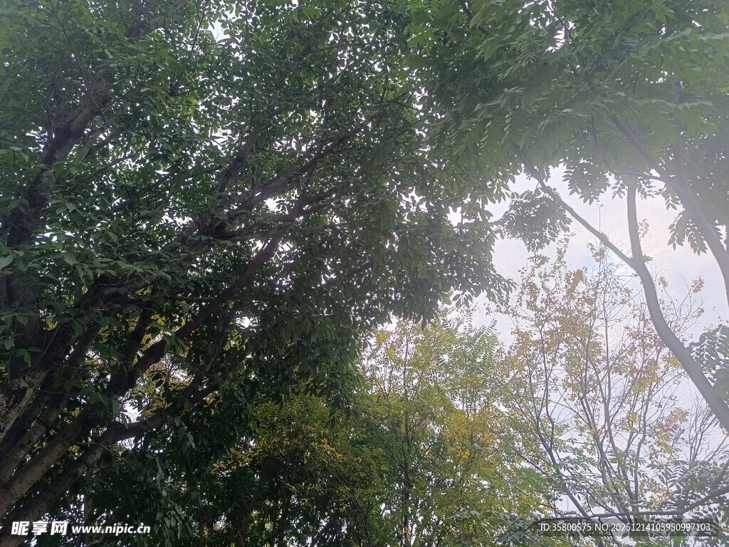 茂密树林中的繁茂枝叶