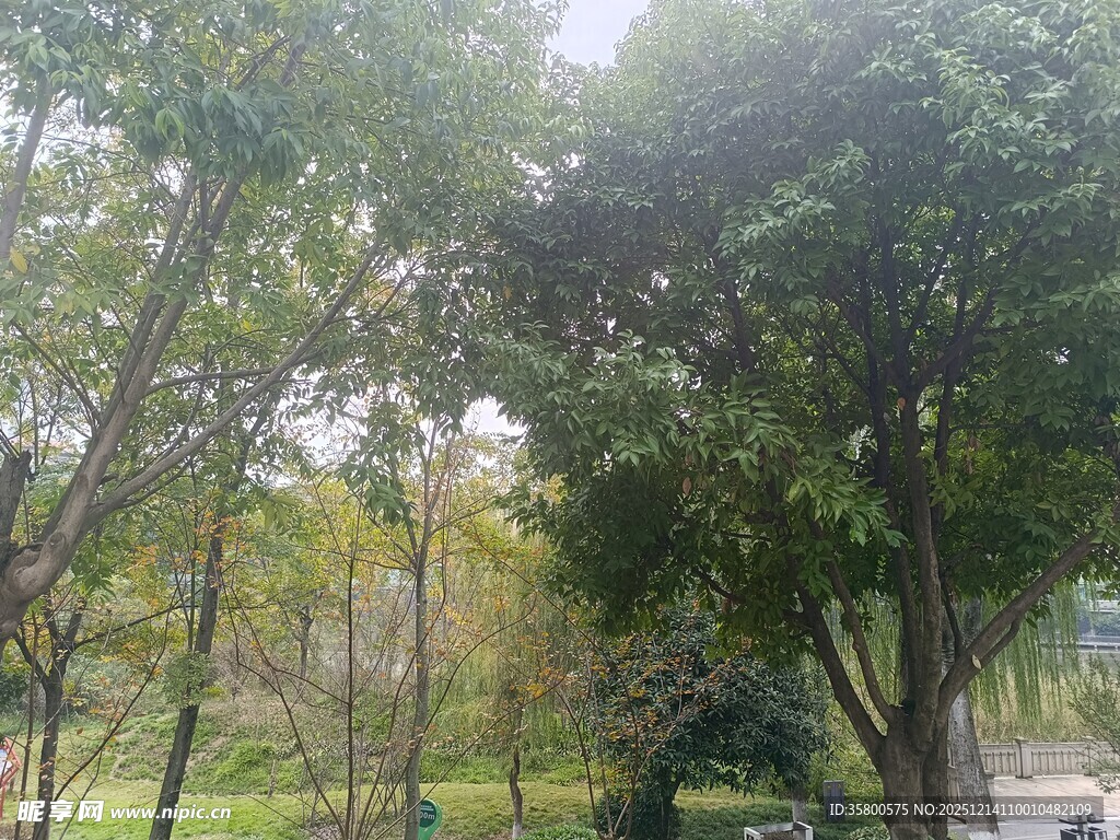 绿意盎然的户外树林景观