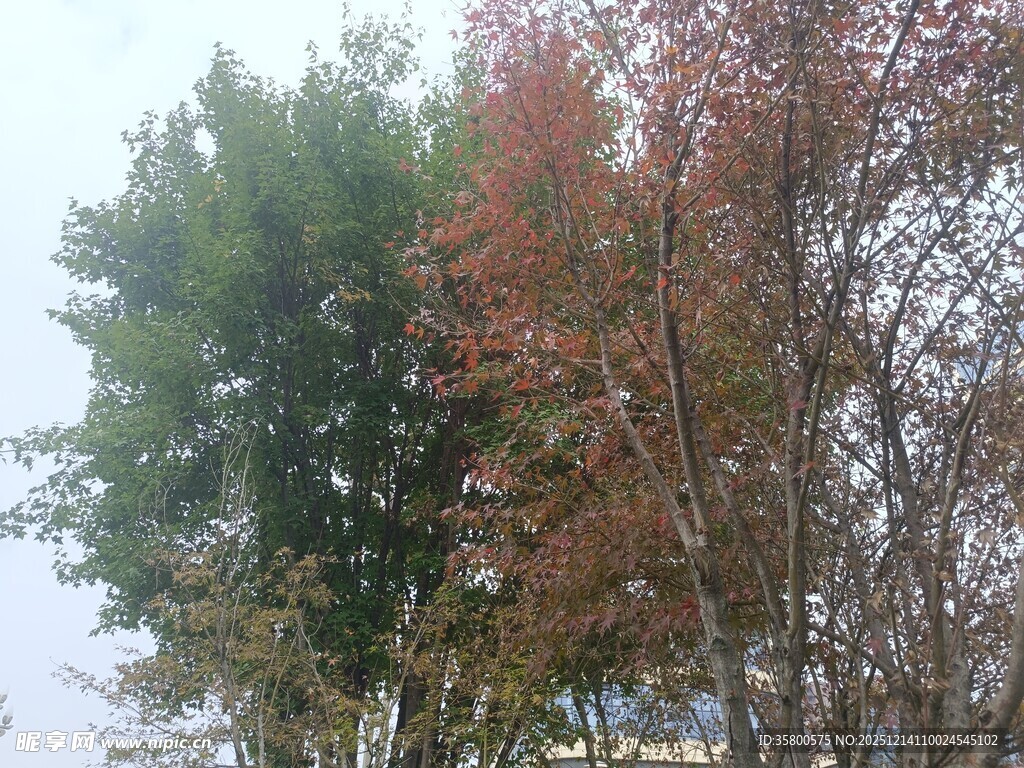 秋日多彩树木景观