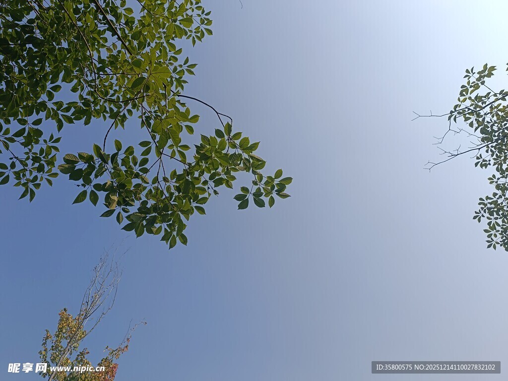 仰视蓝天绿树风景