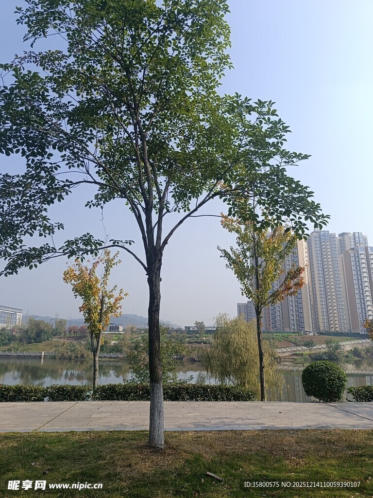 城市公园中的树木风景
