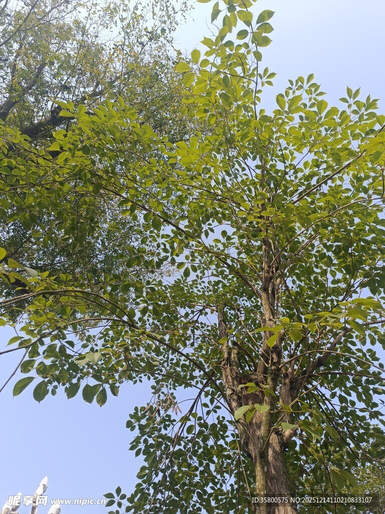 阳光下的繁茂绿树