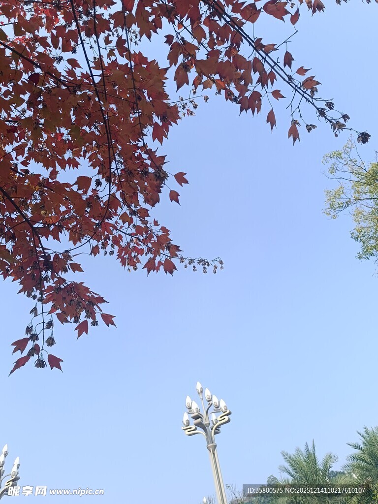 蓝天红叶下的路灯景观