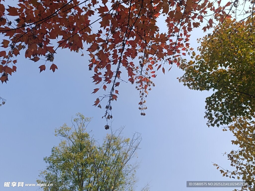 秋日树梢与蓝天美景