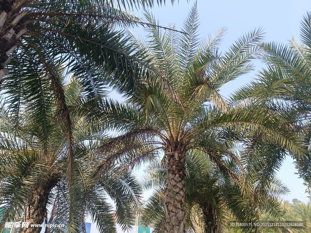 高大棕榈树