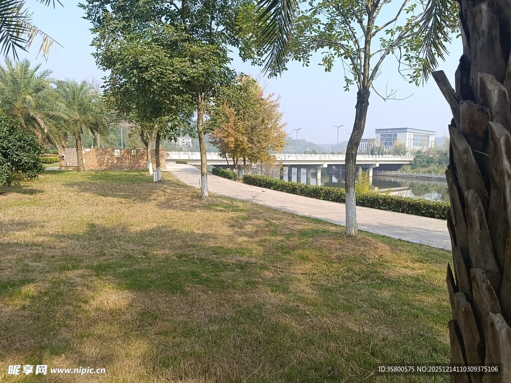 城市中静谧的林荫草地