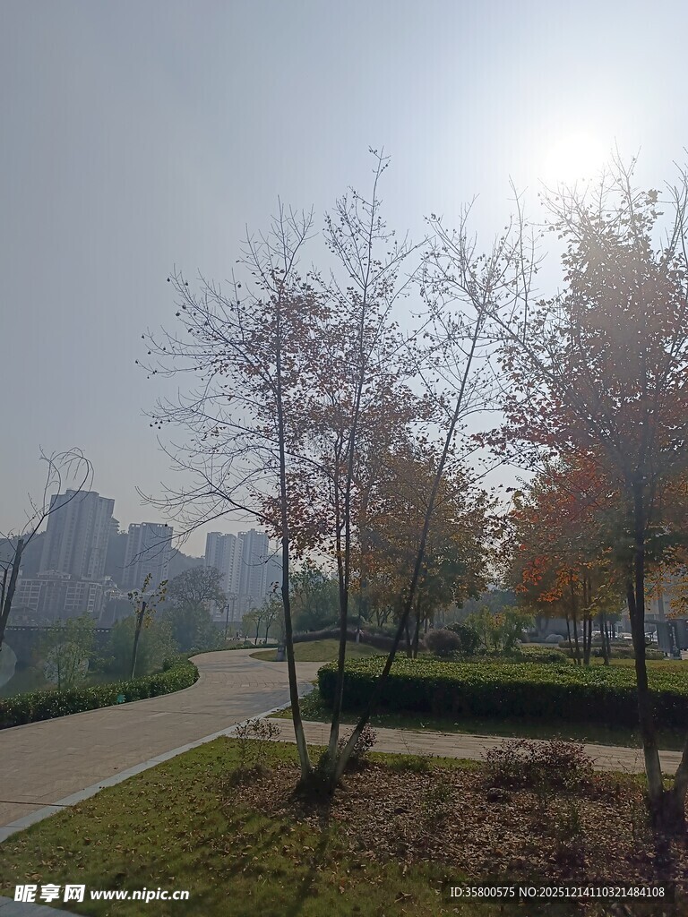 秋日公园阳光风景