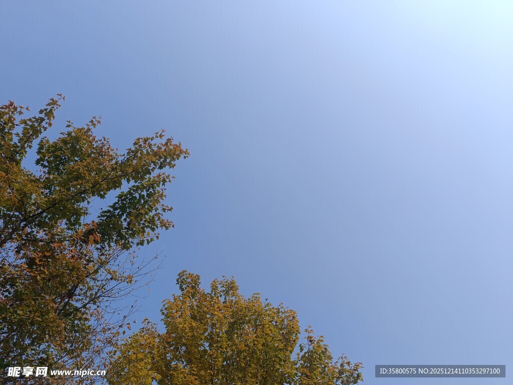 秋日树梢与晴朗蓝天