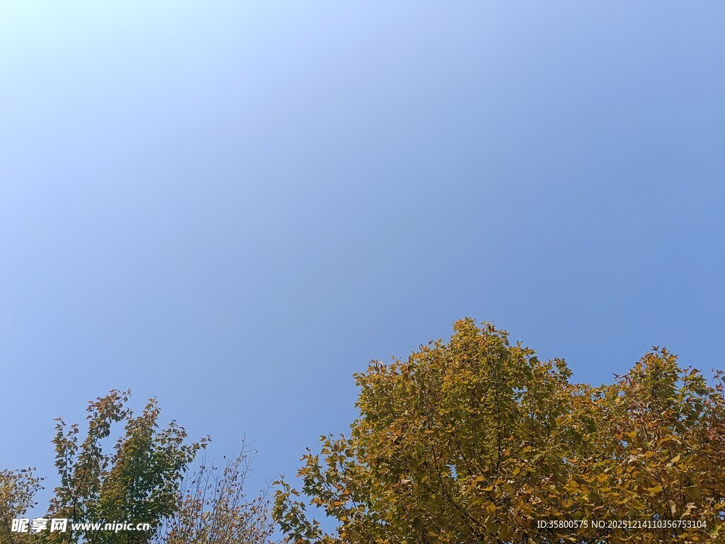 秋日树梢上的晴朗天空