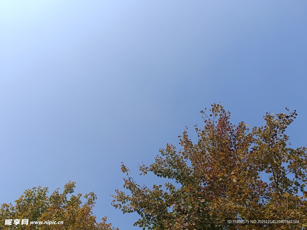 秋日树梢与晴朗蓝天