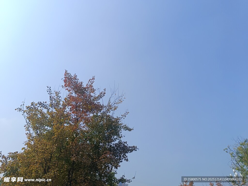 蓝天映衬下的多彩树木