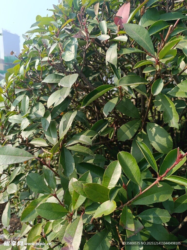 绿叶繁茂的植物景观