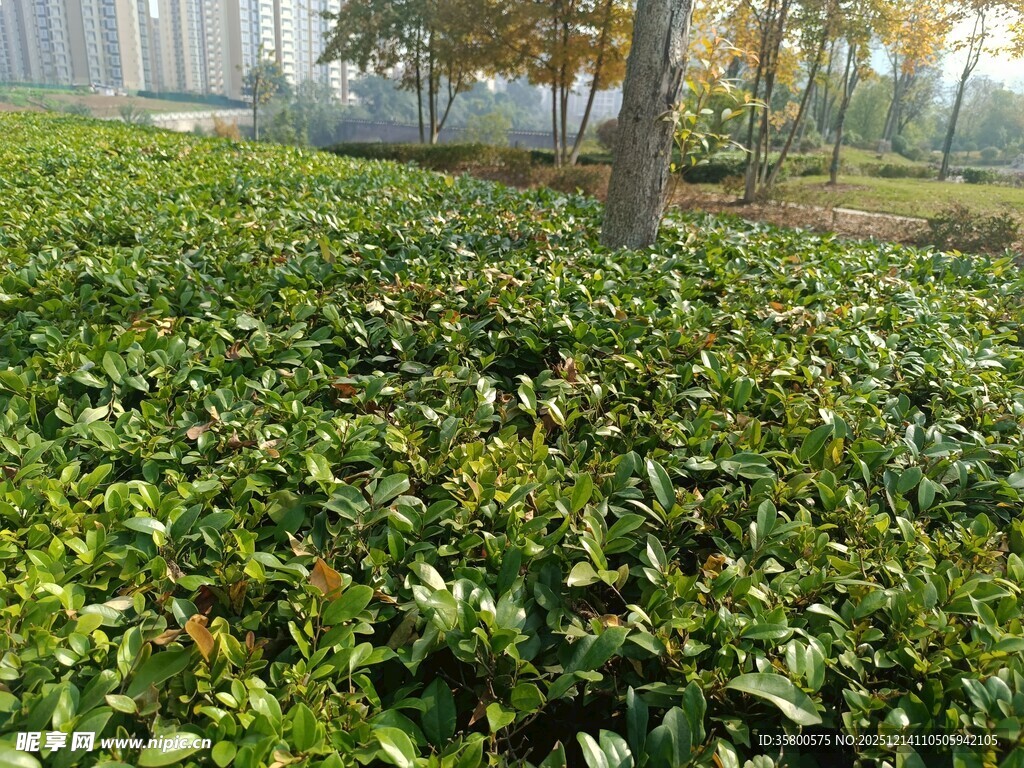 绿意盎然的户外植物景观